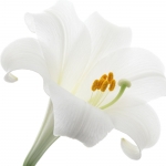 سوسن سفید (زنبق) Lily