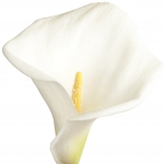 گل شیپوری (آروم لیلی) Arum Lily