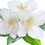 گل‌های سفید White Flowers