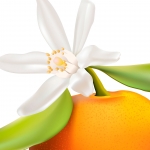 شکوفه پرتقال ماندرین Mandarin orange blossom