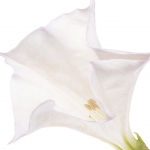 گل بوقی تاتوره (داتورا) Datura