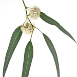 اوکالیپتوس Eucalyptus