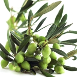 درخت زیتون Olive Tree