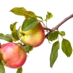 درخت سیب Apple Tree
