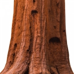سکویا (درخت غول سرخ چوب) Sequoia