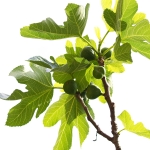درخت انجیر Fig tree