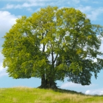 درخت راش Beech