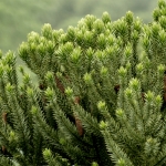 کاج مطبق اسطخودوسی Araucaria angustifolia