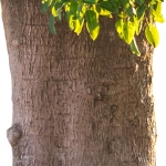 درخت بلامبرا Belambra tree