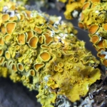 گلسنگ Lichen