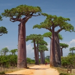 بائوباب ماداگاسکار (آدانسونیا) Baobab