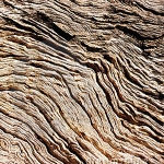 پوست درخت Bark